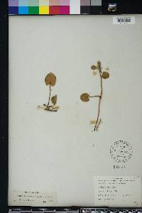 Centella asiatica image