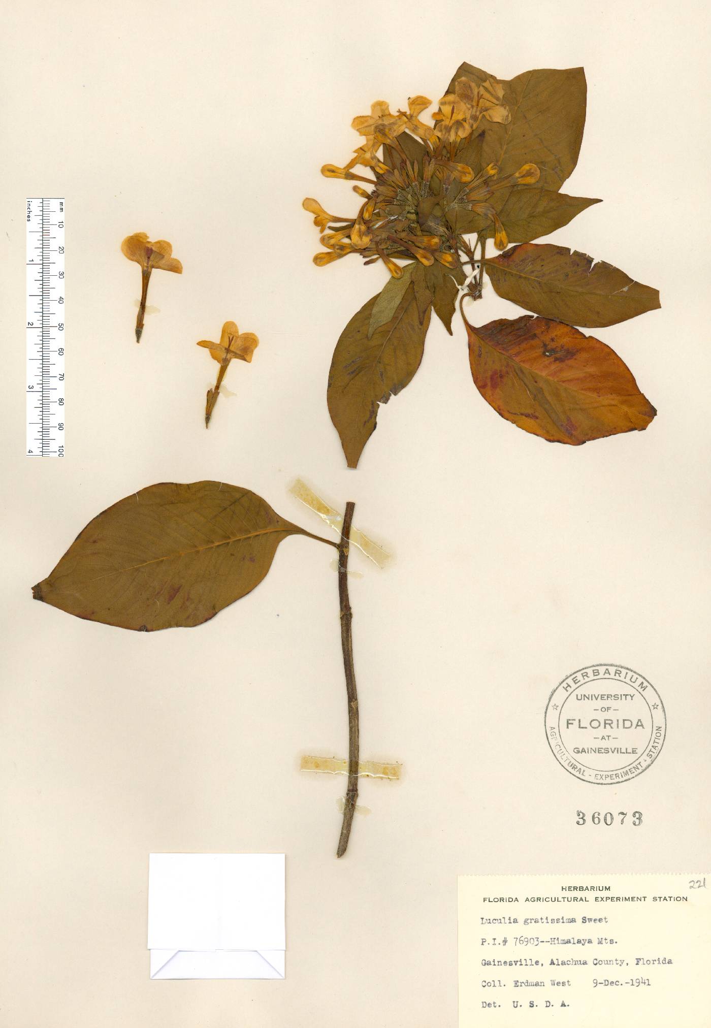 Luculia gratissima image