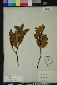 Persea humilis image
