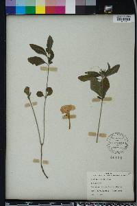 Ruellia caroliniensis image