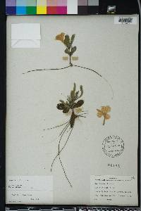 Ruellia caroliniensis subsp. ciliosa image