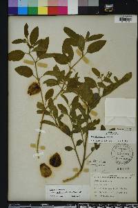 Physalis walteri image