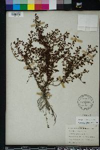 Ludwigia microcarpa image