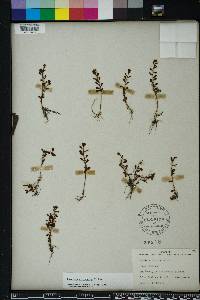 Ludwigia microcarpa image