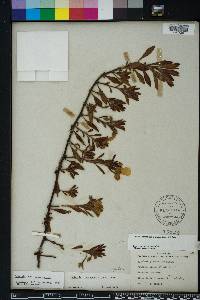 Ludwigia grandiflora image