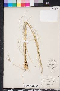 Aristida stricta image