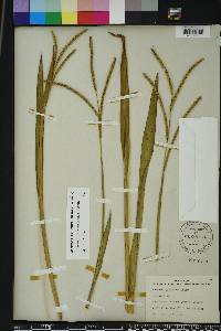 Paspalum floridanum image