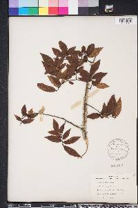 Ulmus alata image