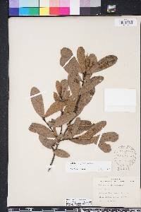 Quercus laurifolia image