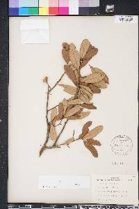 Quercus geminata image