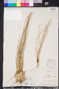 Aristida stricta image