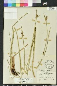 Scleria triglomerata image