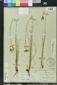 Fimbristylis puberula image