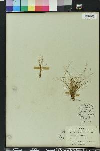 Eleocharis baldwinii image