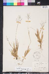 Dichanthelium strigosum var. glabrescens image