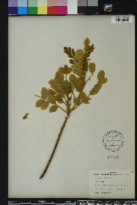 Sophora tomentosa image