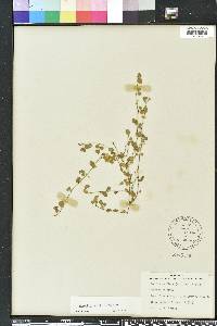 Desmodium tortuosum image