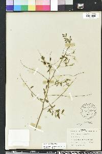 Indigofera caroliniana image