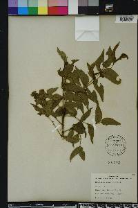 Zanthoxylum clava-herculis image