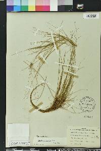 Eleocharis vivipara image