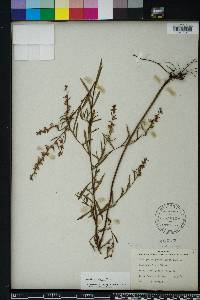 Ludwigia alata image