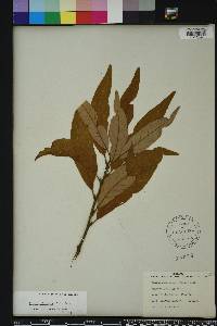 Persea palustris image