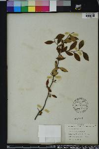 Styrax americanus image