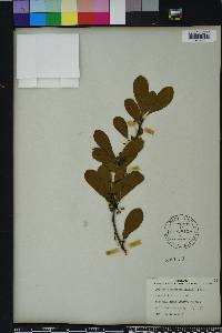 Sideroxylon lanuginosum image