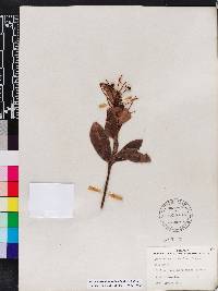 Ardisia escallonioides image