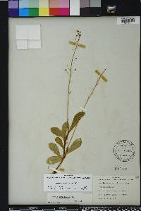 Samolus ebracteatus image
