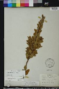 Lyonia fruticosa image