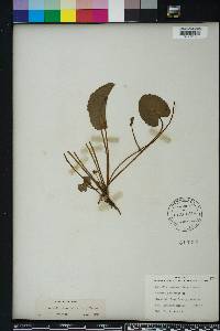 Centella asiatica image