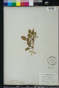 Centella asiatica image