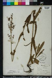 Penstemon multiflorus image