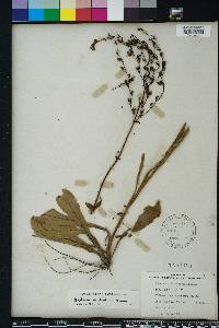 Penstemon multiflorus image