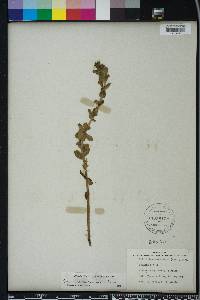 Bacopa caroliniana image