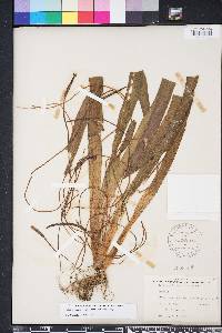 Vallisneria americana image