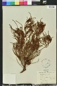 Taxodium ascendens image