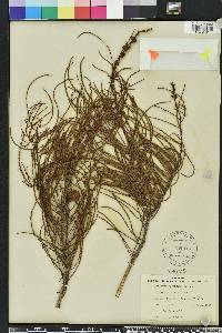 Taxodium ascendens image