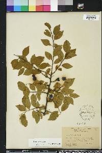 Prunus umbellata image