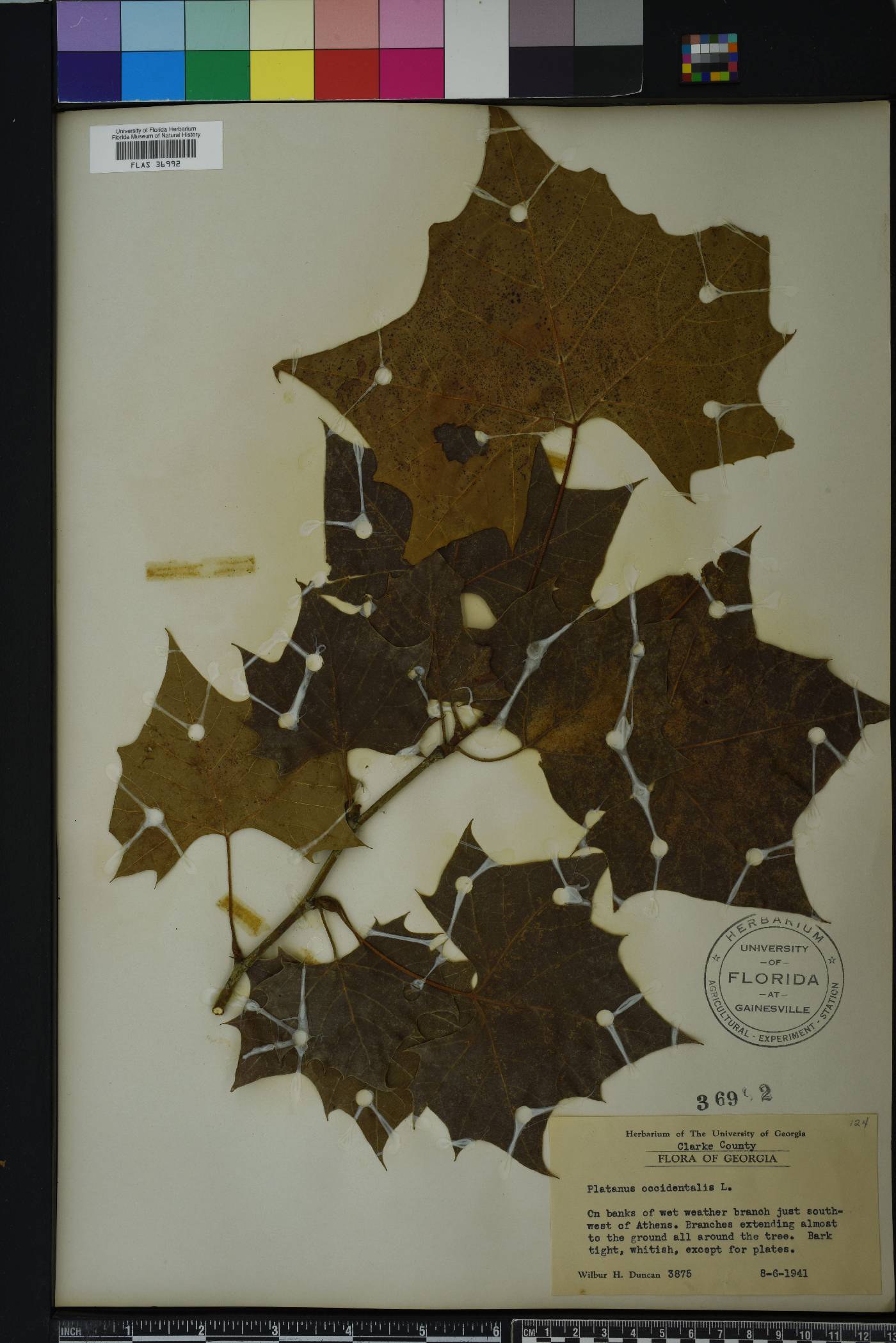Platanus orientalis image