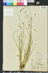 Carex retroflexa image