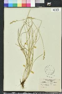 Carex festucacea image