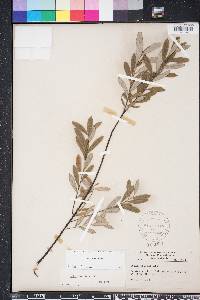 Salix humilis var. tristis image