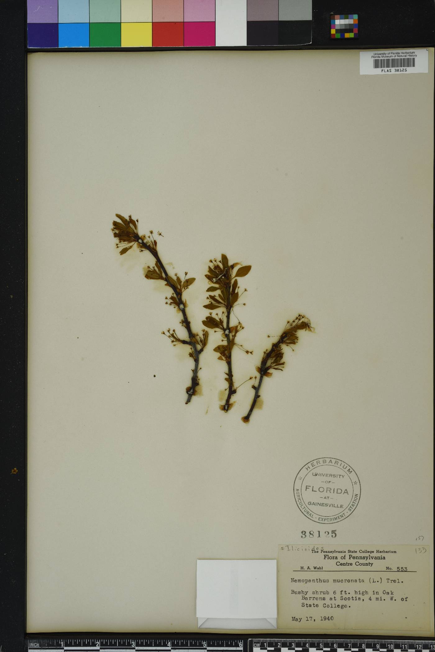 Nemopanthus image