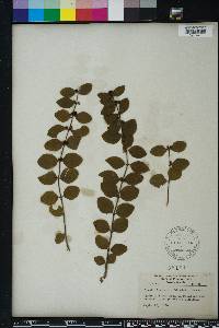 Symphoricarpos orbiculatus image