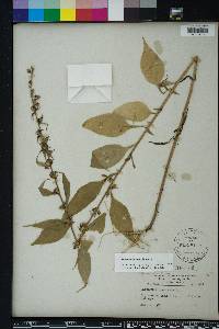 Campanulastrum americanum image