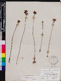 Utricularia cornuta image