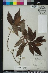 Psychotria nervosa image