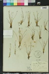 Eleocharis albida image